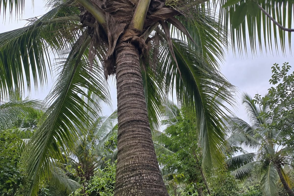 Ngọn dừa lưỡi mèo chưa bung, bông thưa