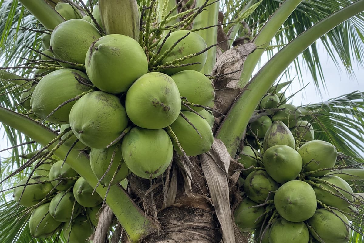 Buồng dừa sai trái, trái tròn đều